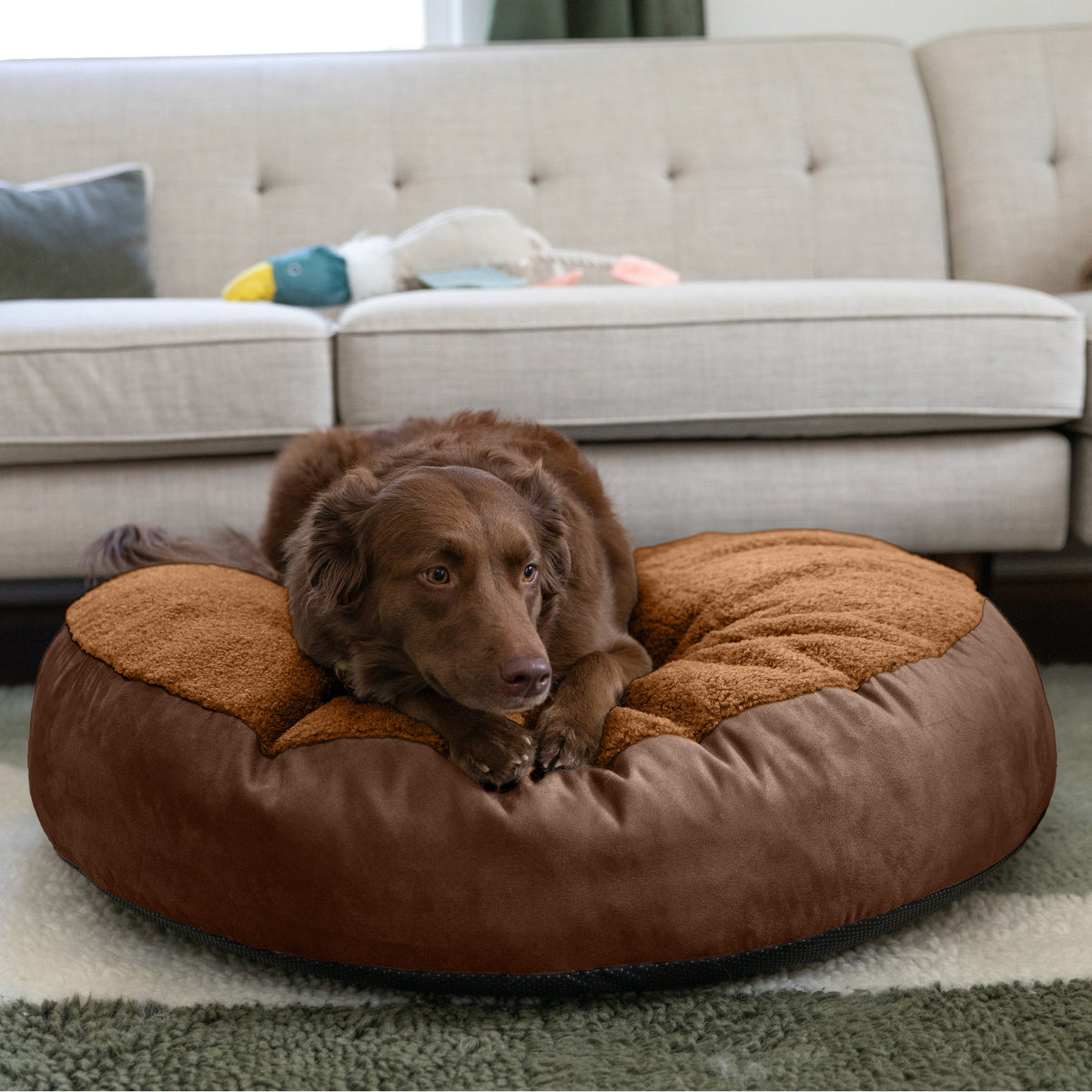 Dog lying on a brown dog bed in a living room.