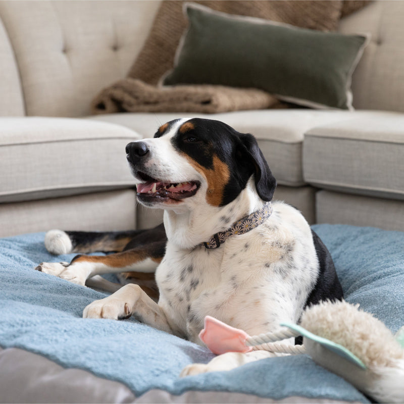 Dog lying on Robbi Round Pet Bed Large in living room