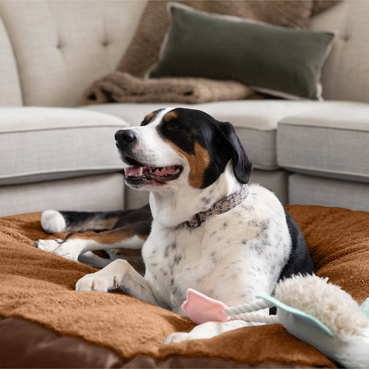Dog lying on Robbi Round Pet Bed Large in living room