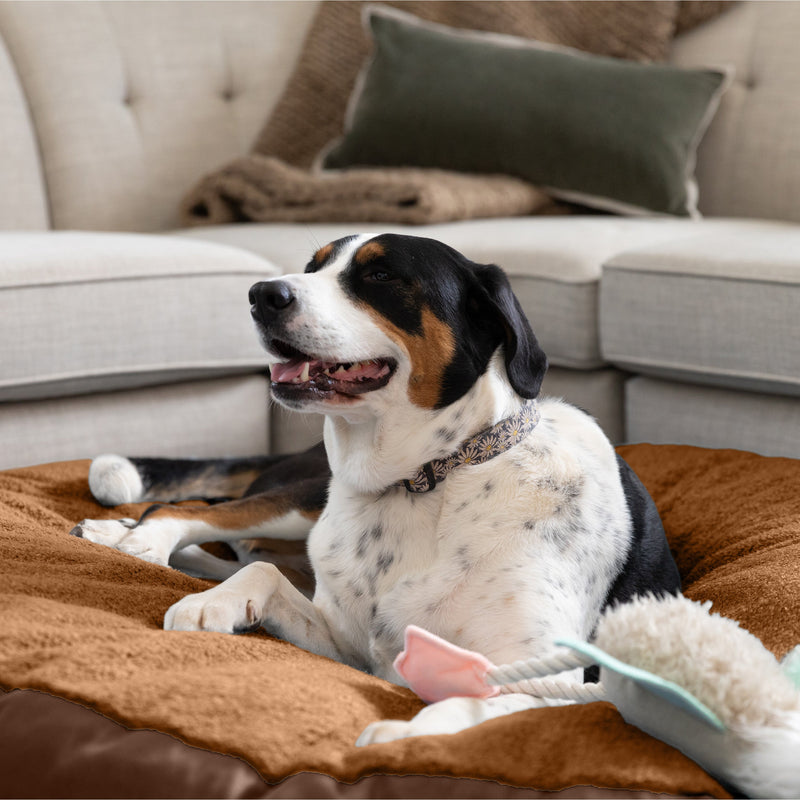 Dog lying on Robbi Round Pet Bed Large in living room
